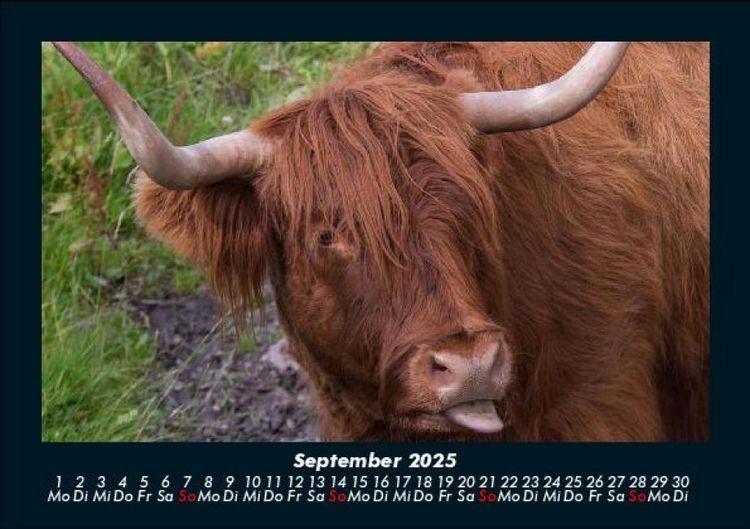 Produktbild: Kuhkalender 2025 Fotokalender DIN A5