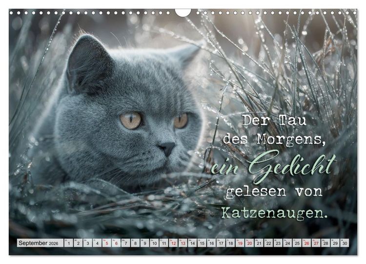 Produktbild: Katzenpoesie - Herzber&uuml;hrende Verse (Wandkalender 2026 DIN A3 quer), CALVENDO Monatskalender