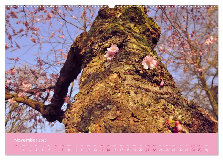 Produktbild: Zarte Kirschbl&uuml;ten - Berauschende Gedankend&uuml;fte (Wandkalender 2026 DIN A2 quer), CALVENDO Monatskalender