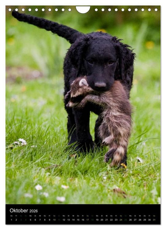 Produktbild: Curly Coated Retriever 2026 (Wandkalender 2026 DIN A4 hoch), CALVENDO Monatskalender