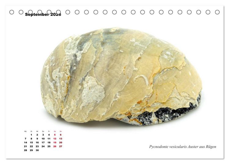 Produktbild: Fossilien - Ammoniten, Trilobiten, Erdgeschichte (Tischkalender 2026 DIN A5 quer), CALVENDO Monatskalender