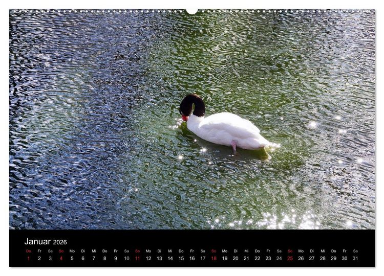 Produktbild: Welt der Tiere (Wandkalender 2026 DIN A2 quer), CALVENDO Monatskalender