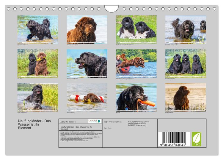 Produktbild: Neufundl&auml;nder - Das Wasser ist ihr Element (Wandkalender 2026 DIN A4 quer), CALVENDO Monatskalender
