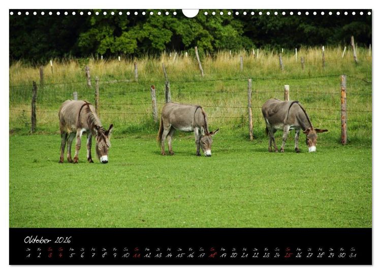 Produktbild: Esel - liebenswerte Langohren (Wandkalender 2026 DIN A3 quer), CALVENDO Monatskalender