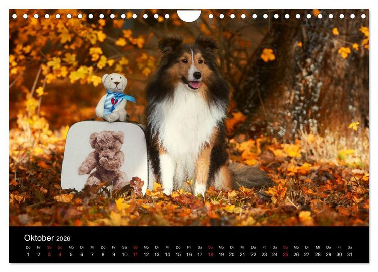 Produktbild: Wir lieben Shelties (Wandkalender 2026 DIN A4 quer), CALVENDO Monatskalender