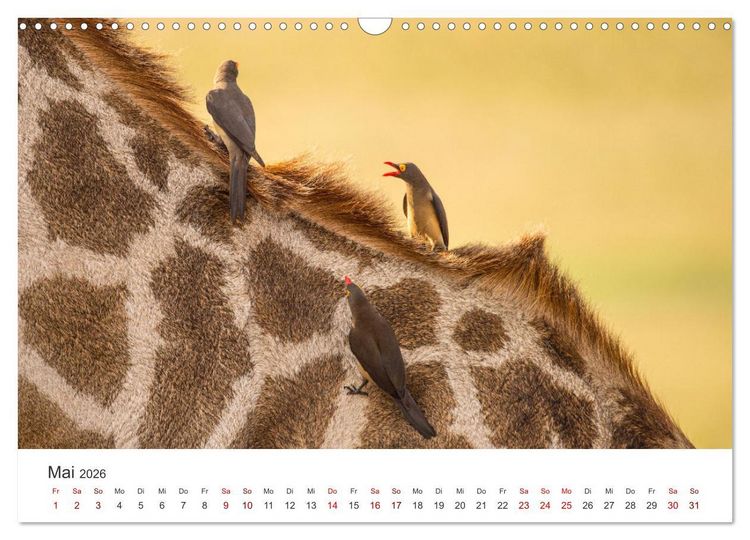 Produktbild: Botswana - Eine spannende Reise in ein wundersch&ouml;nes Land. (Wandkalender 2026 DIN A3 quer), CALVENDO Monatskalender