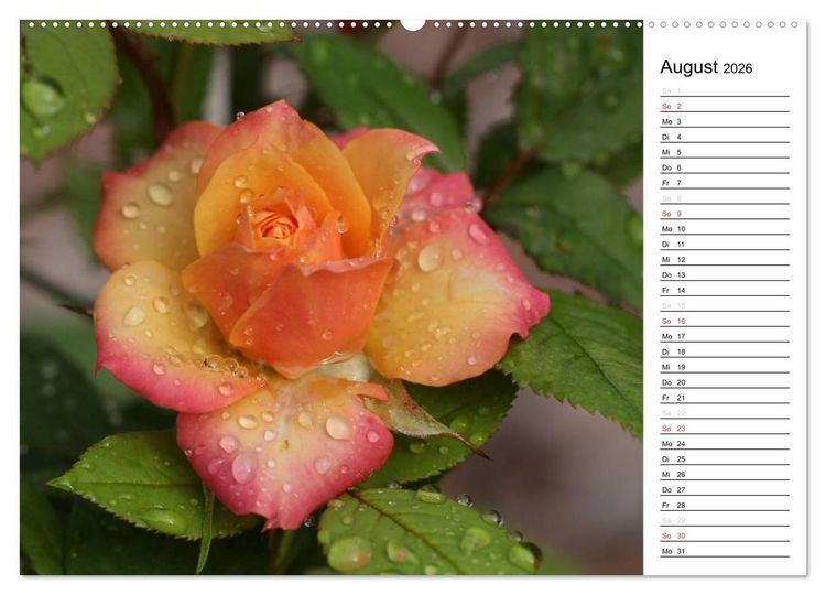 Produktbild: Zauberhafte Rosen (Wandkalender 2026 DIN A2 quer), CALVENDO Monatskalender