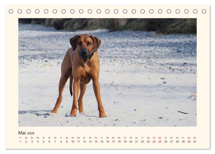 Produktbild: Rhodesian Ridgeback Power aus S&uuml;dafrika (Tischkalender 2026 DIN A5 quer), CALVENDO Monatskalender
