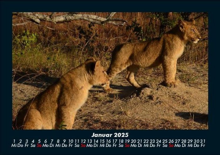 Produktbild: L&ouml;wen in der Wildnis 2025 Fotokalender DIN A5