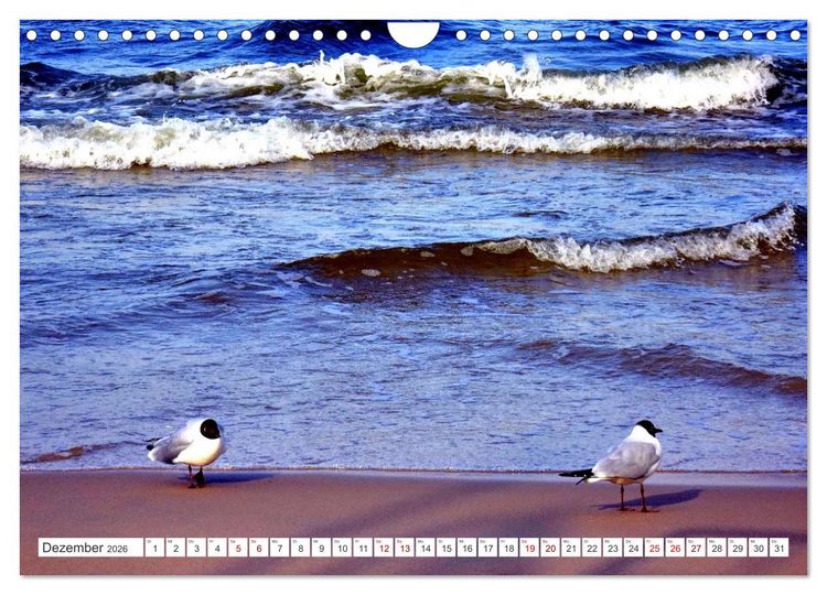 Produktbild: Lachm&ouml;wen an der Ostsee (Wandkalender 2026 DIN A4 quer), CALVENDO Monatskalender