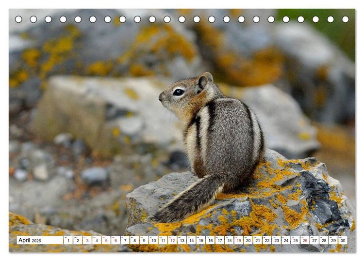 Produktbild: Tierwelt in den Canadian Rockies (Tischkalender 2026 DIN A5 quer), CALVENDO Monatskalender