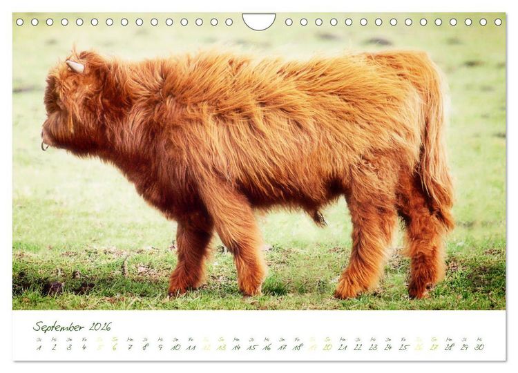Produktbild: Das Hochlandrind (Wandkalender 2026 DIN A4 quer), CALVENDO Monatskalender