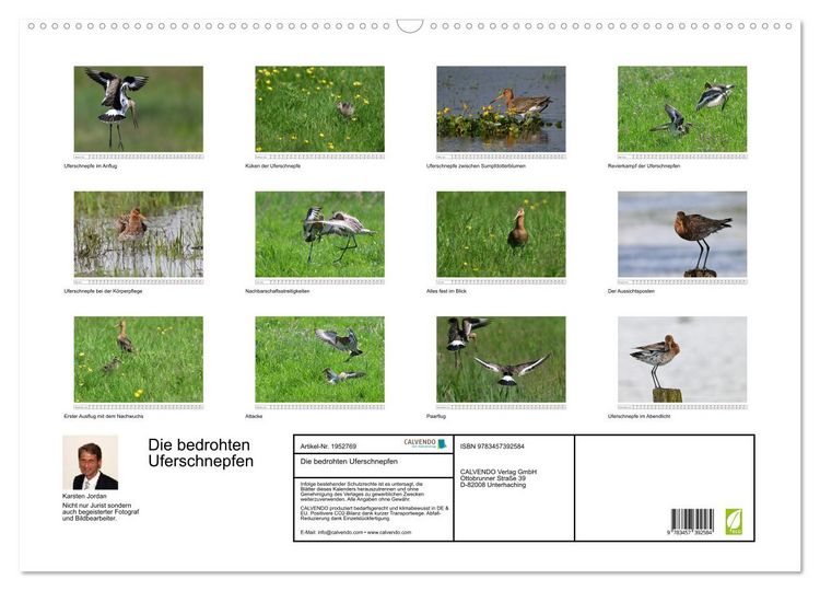 Produktbild: Die bedrohten Uferschnepfen (Wandkalender 2026 DIN A2 quer), CALVENDO Monatskalender