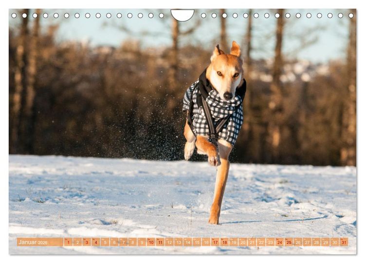 Produktbild: Witziger Windhund - Portugiesischer Galgo (Wandkalender 2026 DIN A4 quer), CALVENDO Monatskalender