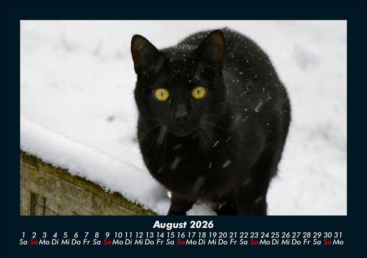 Produktbild: F&uuml;r Katzenfreunde 2026 Fotokalender DIN A5