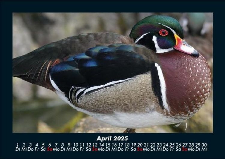Produktbild: Enten 2025 Fotokalender DIN A5
