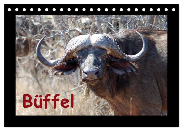 Produktbild: B&uuml;ffel (Tischkalender 2026 DIN A5 quer), CALVENDO Monatskalender