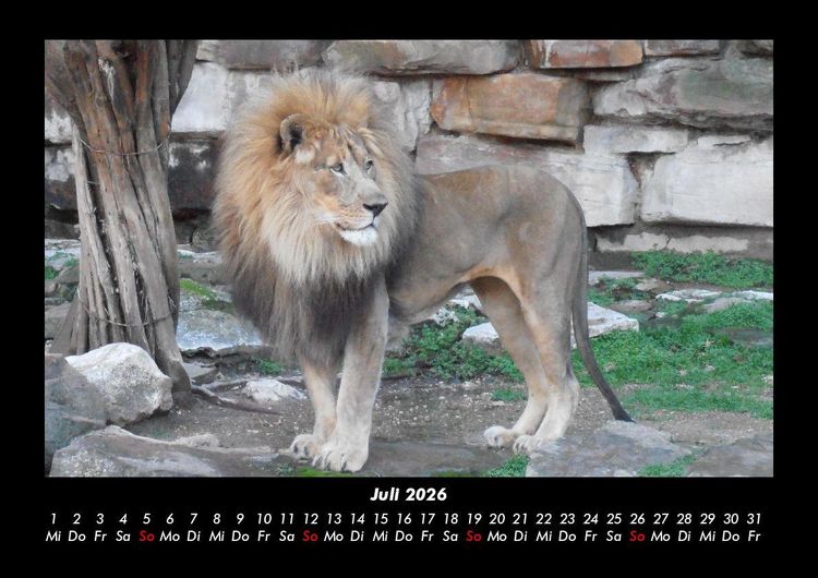 Produktbild: L&ouml;wen in der Wildnis 2026 Fotokalender DIN A3