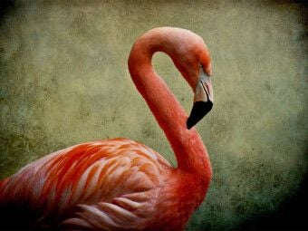 Produktbild: CALVENDO Puzzle Red Flamingo | 1000 Teile Lege-Gr&ouml;&szlig;e 64x48cm Foto-Puzzle f&uuml;r gl&uuml;ckliche Stunden
