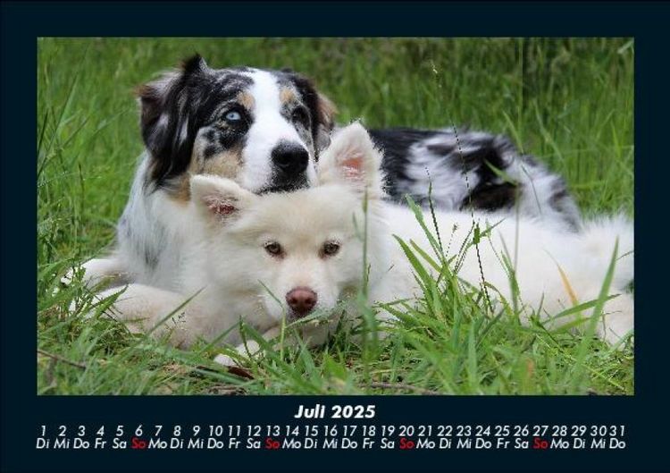Produktbild: Hundezauber 2025 Fotokalender DIN A5