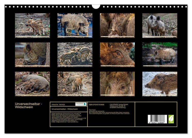 Produktbild: Unverwechselbar - Wildschwein (Wandkalender 2026 DIN A3 quer), CALVENDO Monatskalender