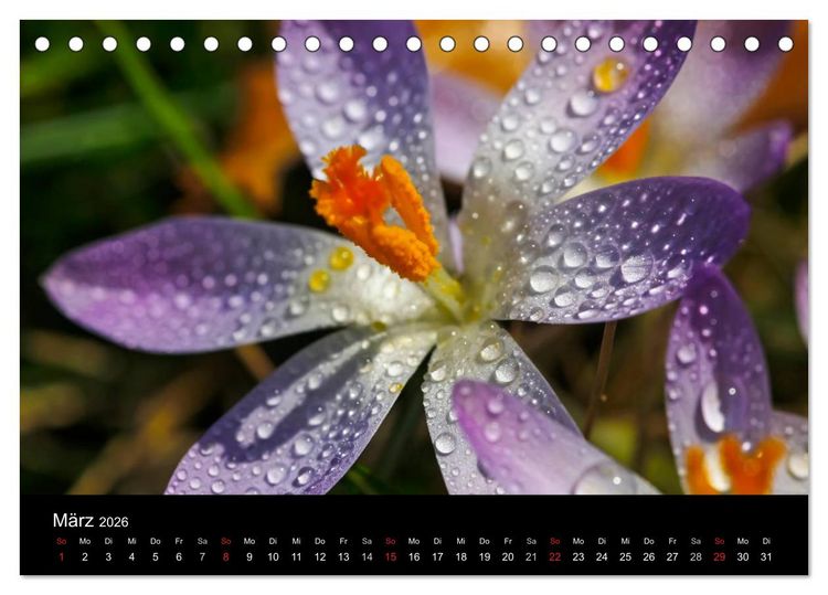 Produktbild: Wassertropfen (Tischkalender 2026 DIN A5 quer), CALVENDO Monatskalender