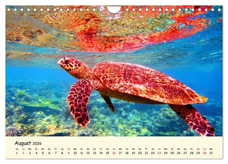 Produktbild: Faszination Meeresschildkr&ouml;ten (Wandkalender 2026 DIN A4 quer), CALVENDO Monatskalender