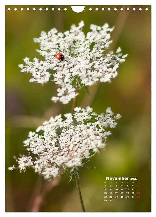 Produktbild: Ein Spaziergang &uuml;ber eine Sommerwiese (Wandkalender 2027 DIN A4 hoch), CALVENDO Monatskalender