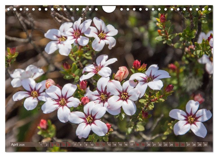 Produktbild: Fynbos - Die einzigartige Flora S&uuml;dafrikas (Wandkalender 2026 DIN A4 quer), CALVENDO Monatskalender