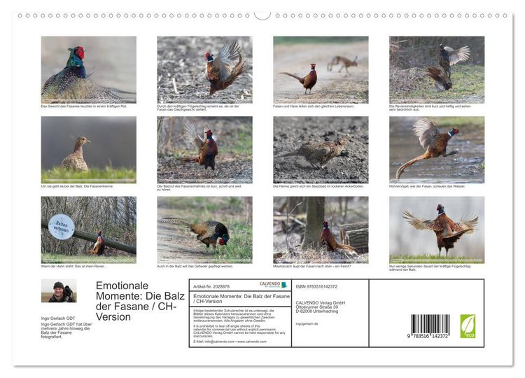 Produktbild: Emotionale Momente: Die Balz der Fasane / CH-Version (hochwertiger Premium Wandkalender 2026 DIN A2 quer), Kunstdruck in Hochglanz