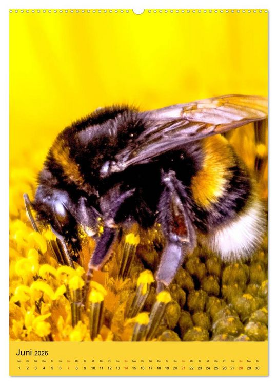 Produktbild: INSEKTENWELT - Heimische N&uuml;tzlinge ganz nah (hochwertiger Premium Wandkalender 2026 DIN A2 hoch), Kunstdruck in Hochglanz