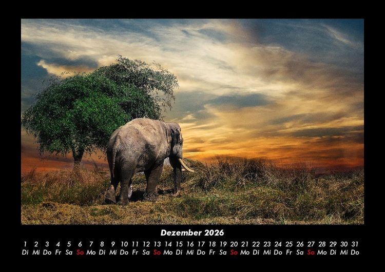 Produktbild: Der Elefantenkalender 2026 Fotokalender DIN A3