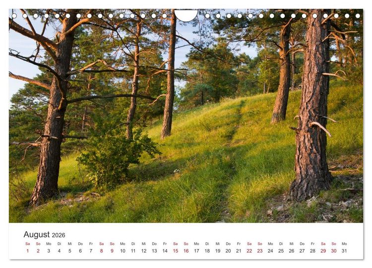 Produktbild: Im Deutschen Wald (Wandkalender 2026 DIN A4 quer), CALVENDO Monatskalender