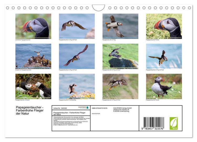 Produktbild: Papageientaucher - Farbenfrohe Flieger der Natur (Wandkalender 2026 DIN A4 quer), CALVENDO Monatskalender