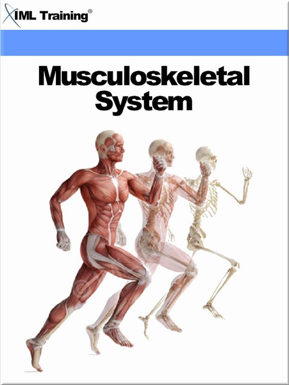 Produktbild: Musculoskeletal System (Human Body)