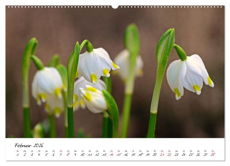 Produktbild: Sch&ouml;nheiten in freier Natur (hochwertiger Premium Wandkalender 2026 DIN A2 quer), Kunstdruck in Hochglanz