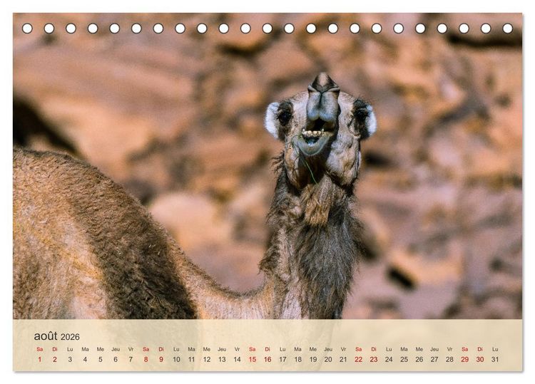 Produktbild: Arabie Saoudite - Royaume des fascinations (Calendrier de bureau 2026 DIN A5 vertical), CALVENDO calendrier mensuel