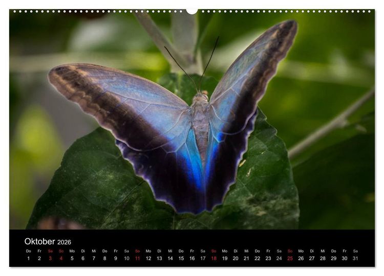 Produktbild: Costa Rica. Faszinierende Tierwelt (hochwertiger Premium Wandkalender 2026 DIN A2 quer), Kunstdruck in Hochglanz