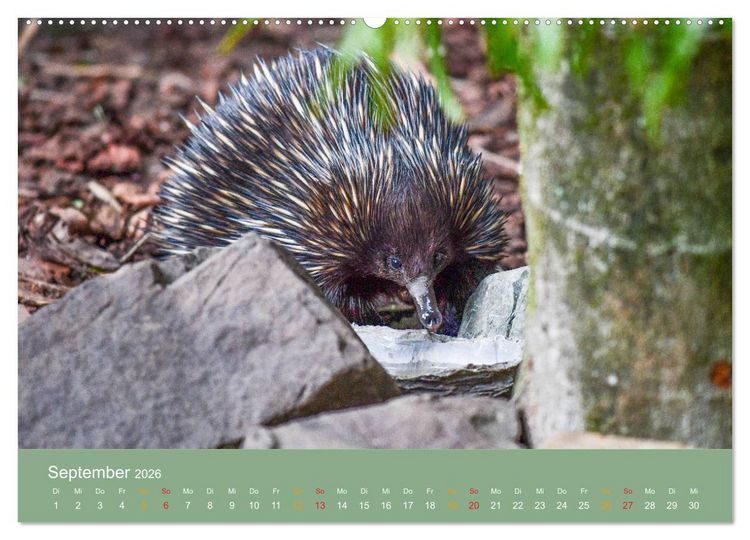 Produktbild: Australien, tierischer Kontinent (Wandkalender 2026 DIN A2 quer), CALVENDO Monatskalender