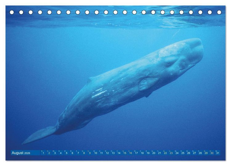 Produktbild: Wale: Giganten der Meere (Tischkalender 2026 DIN A5 quer), CALVENDO Monatskalender