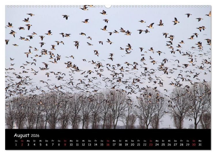 Produktbild: Schrei der Wildg&auml;nse (Wandkalender 2026 DIN A2 quer), CALVENDO Monatskalender