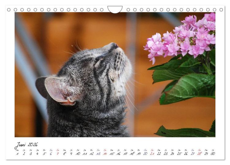 Produktbild: Die Launen der Katzen 2026 (Wandkalender 2026 DIN A4 quer), CALVENDO Monatskalender