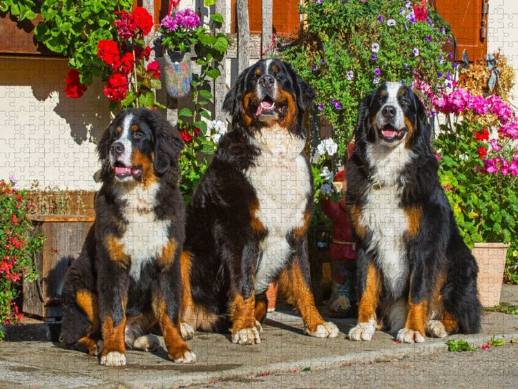 Produktbild: CALVENDO Puzzle Berner Sennenhunde vor einem Bauernhaus | 1000 Teile Lege-Gr&ouml;&szlig;e 64x48cm Foto-Puzzle f&uuml;r gl&uuml;ckliche Stunden