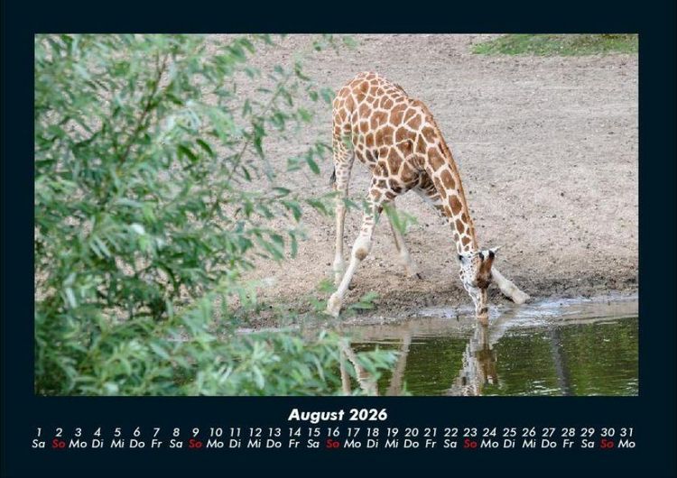 Produktbild: Giraffen 2026 Fotokalender DIN A4