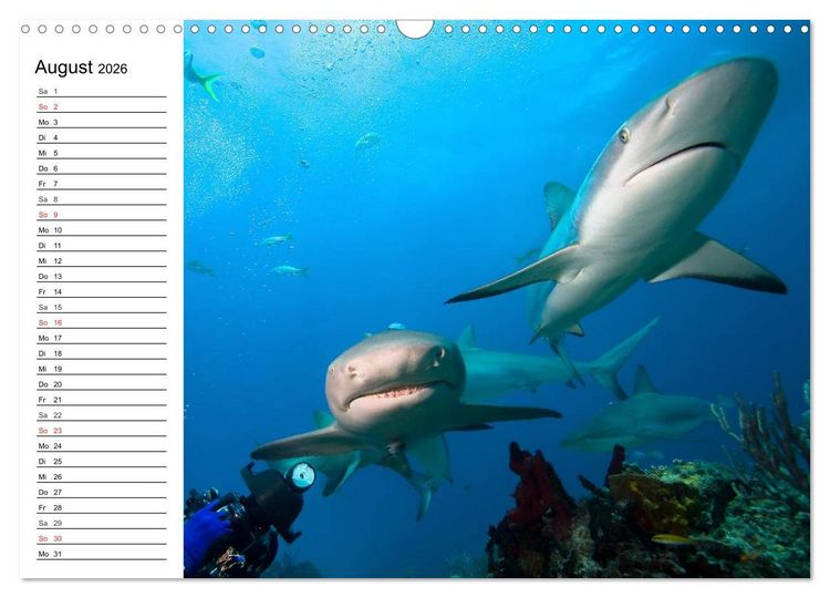 Produktbild: Faszination Tauchen. Neptuns Reich (Wandkalender 2026 DIN A3 quer), CALVENDO Monatskalender