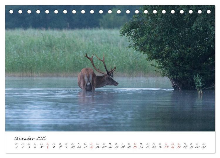 Produktbild: Rotwild - im Naturparadies der Mecklenburgischen Seenplatte (Tischkalender 2026 DIN A5 quer), CALVENDO Monatskalender