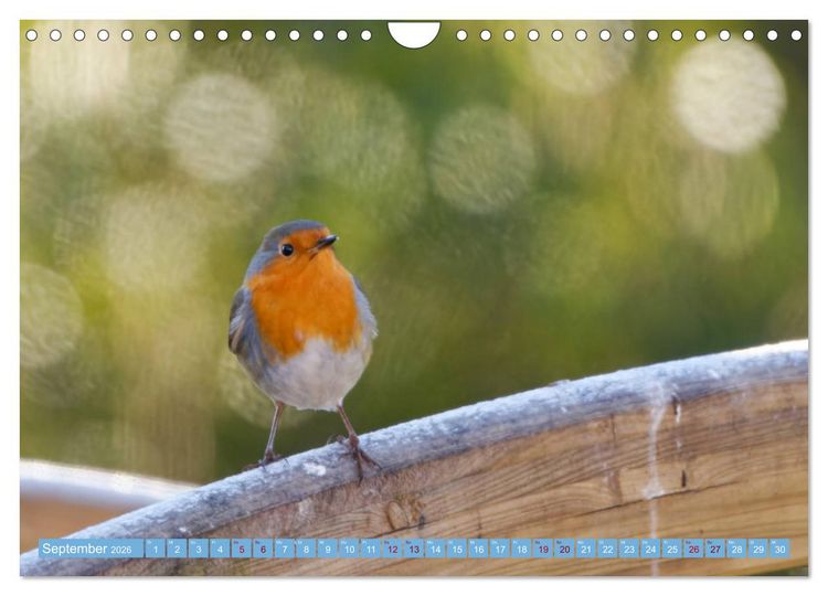 Produktbild: Rotkehlchen - Fotografiert von Ostfriesenfotografie (Wandkalender 2026 DIN A4 quer), CALVENDO Monatskalender