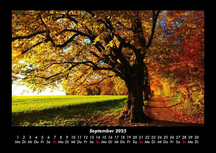 Produktbild: B&auml;ume 2025 Fotokalender DIN A3