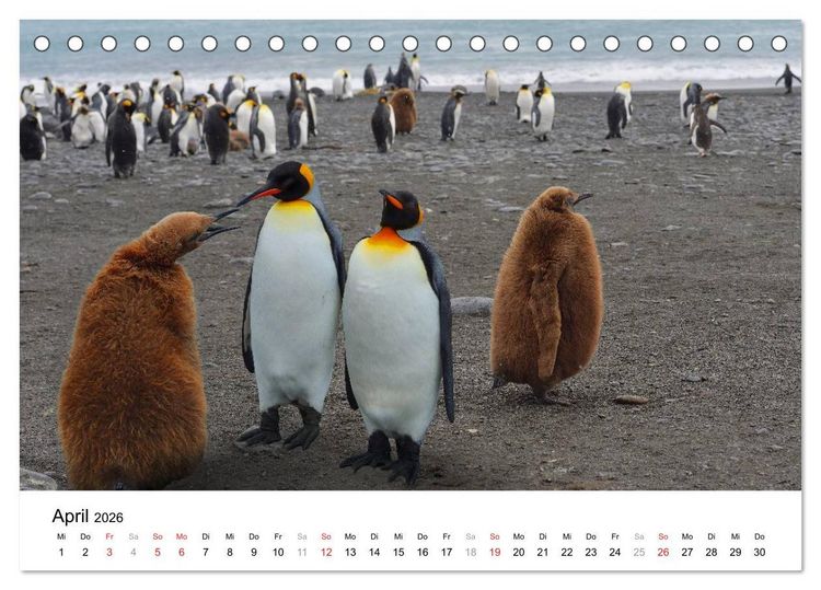 Produktbild: Im Reich der Pinguine (Tischkalender 2026 DIN A5 quer), CALVENDO Monatskalender