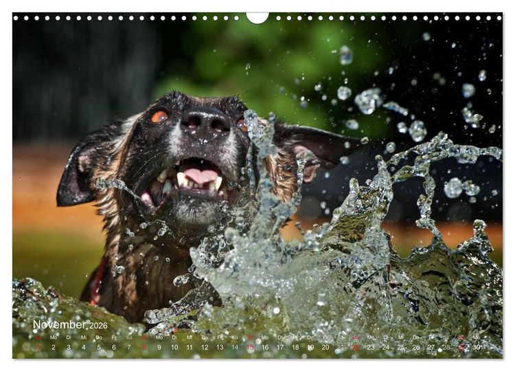 Produktbild: Malinois lieben Wasser (Wandkalender 2026 DIN A3 quer), CALVENDO Monatskalender